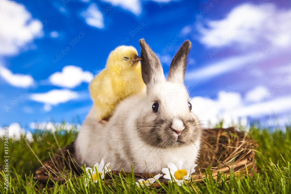 Fototapeta premium Easter chicken and rabbit in the spring time