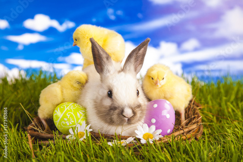 Easter chicken and rabbit in the spring time