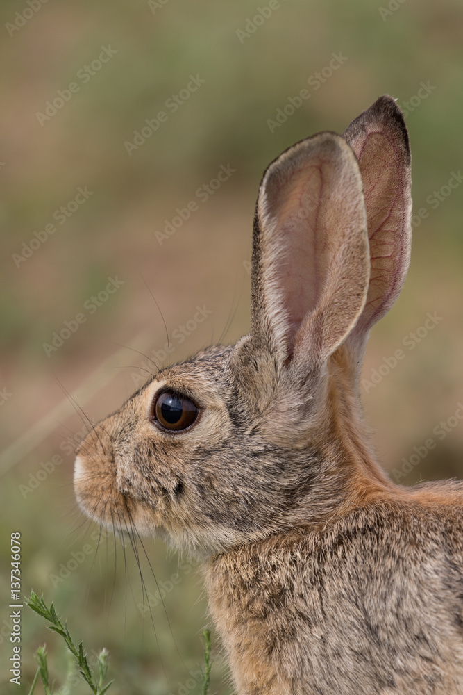 Cute Cottontail RAbbit