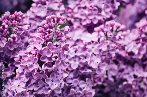 Macro image of spring soft violet lilac flowers  natural seasonal floral background. Can be used as holiday card with copy space.