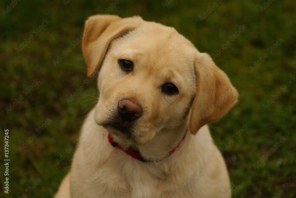 Labrador