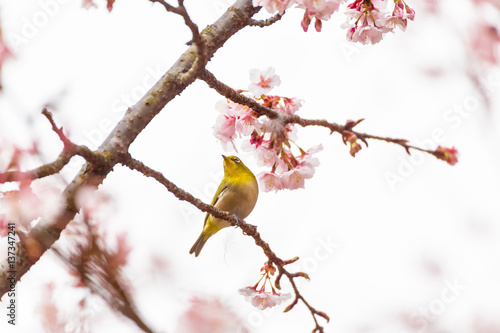 The Japanese White eye.The background is winter cherry blossoms. Located in Shinjuku, Tokyo Prefecture Japan.