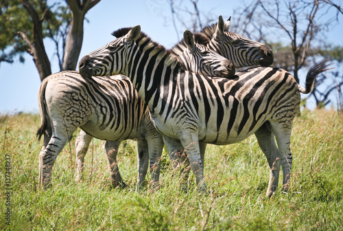 Zebra  Umfolozi  South Africa