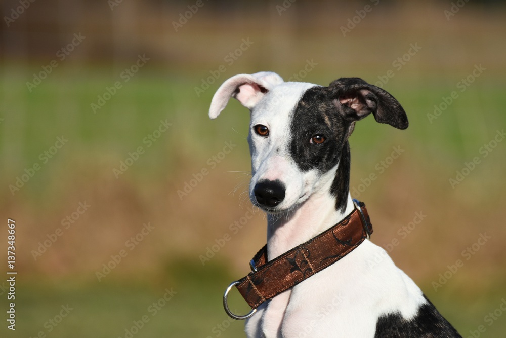 Whippet Welpe