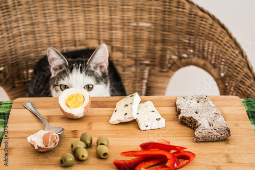 Sneaky gray and white tabby cat preparing to steal an egg from breakfast table.