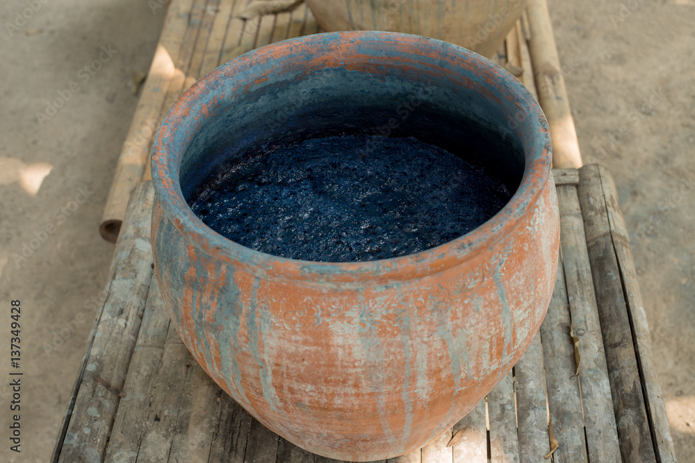 Indigofera tinctoria in fermenter