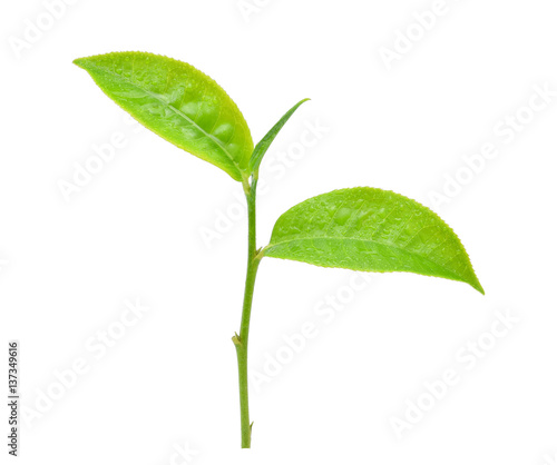 leaves green tea with drops of water