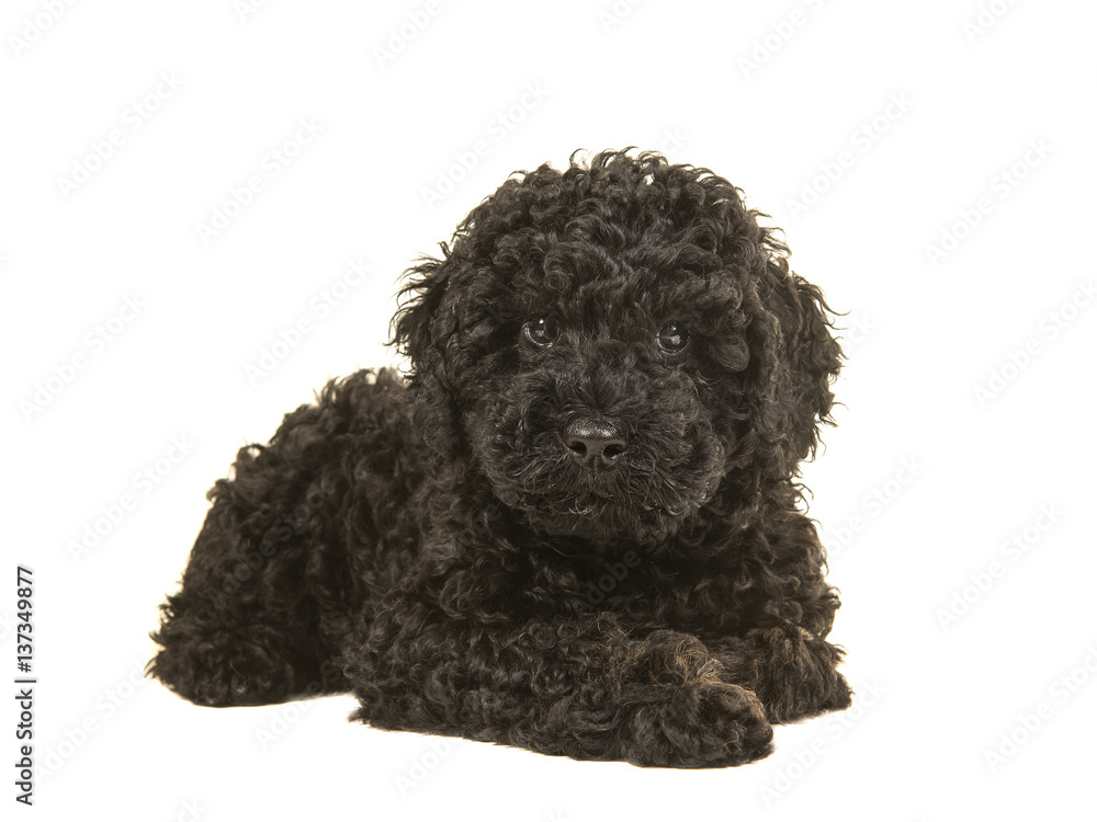 Black labradoodle puppy facing the camera seen lying on the floor isolated on a white background Black labradoodle puppy facing the camera seen lying on the floor isolated on a white background