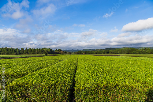 Oolong tea field in Chiran, Kyushu, Japan and blue sky