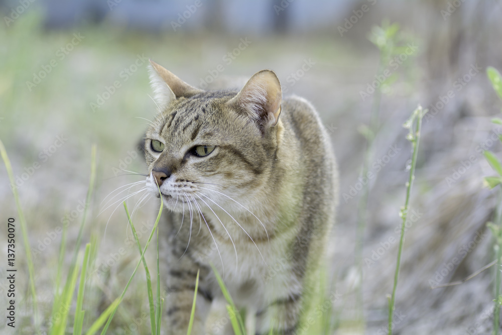 Thailand cat eating grass