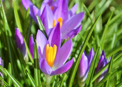 A close-up image of colourful Spring Crocus flowers.