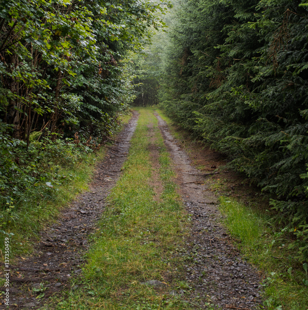 Obraz premium Aimless beaten track through the dark forest