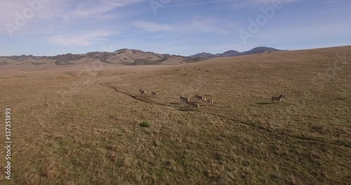 Zebra Pull Away Grasslands Aerial, 4K, 19s, 14of14, Stock Video Sale - Drone Discoveries llc.
