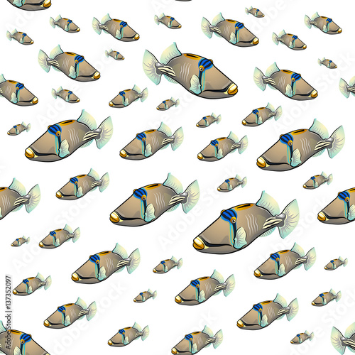 Picasso triggerfish pattern photo