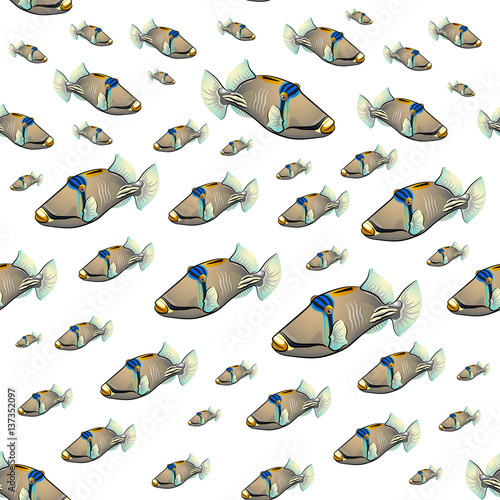 Picasso triggerfish pattern