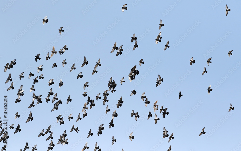 Flock of birds on blue sky background, flock of pigeons flying