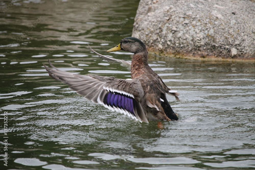 Fototapeta premium Les ailes en avant