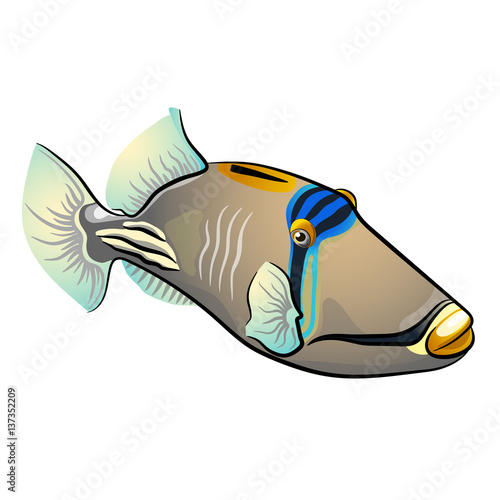 Picasso triggerfish. fish isolated on white background photo