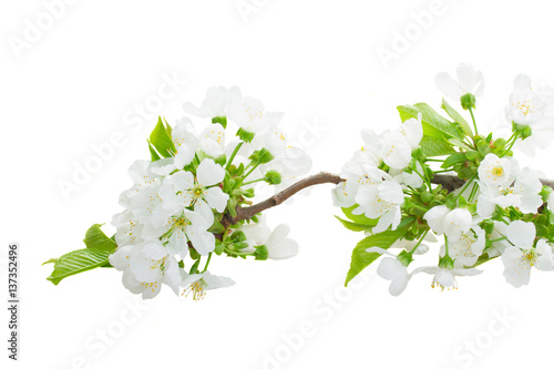 Spring tree flowers white blossom with green leaves isolated on white background