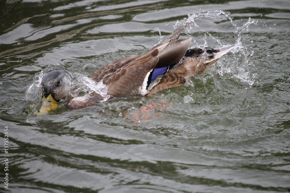 Naklejka premium Barbotage 