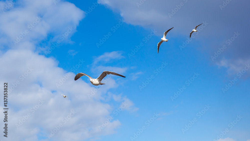 Flock of seagulls in flight, nature Flock of seagulls in flight, nature