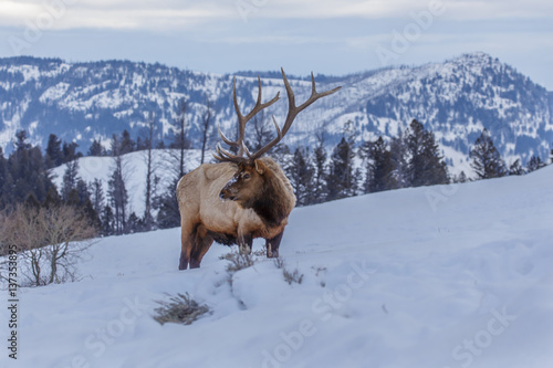 Bull elk