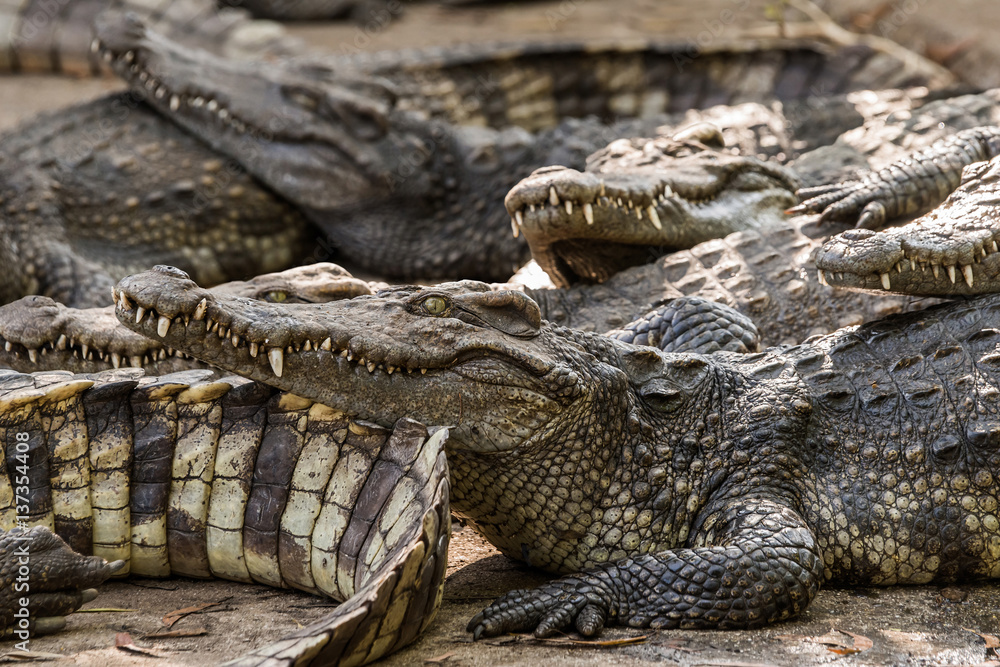 Saltwater crocodiles in the Phuket zoo, Thailand. Saltwater crocodiles in the Phuket zoo, Thailand.