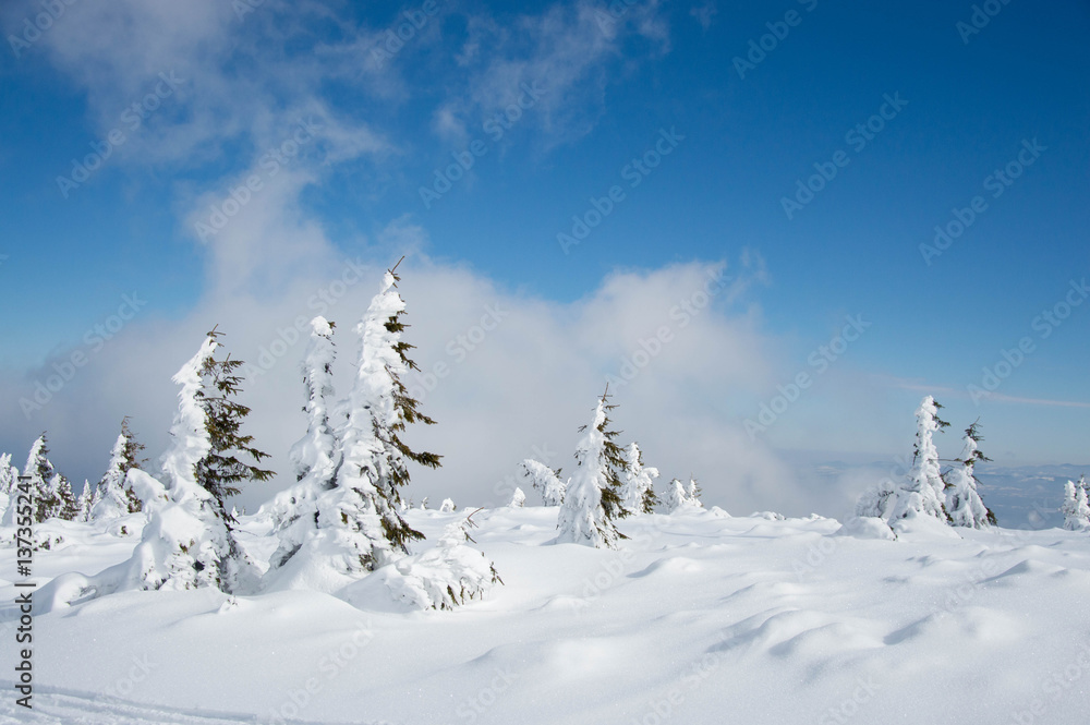 Top of the mountain in Transylvania - snow and pine forest