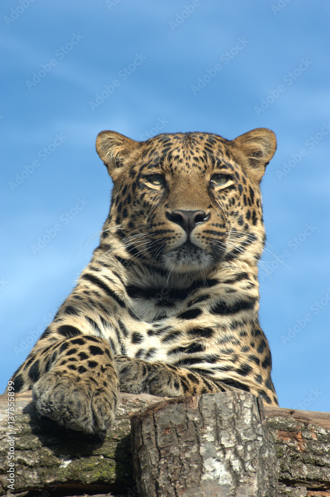 Fototapeta premium Leopard