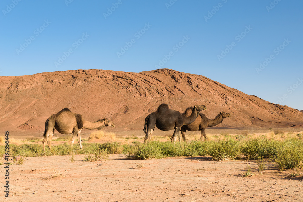 Three Arabian camel, Camelus dromedarius, Morocco Three Arabian camel, Camelus dromedarius, Morocco