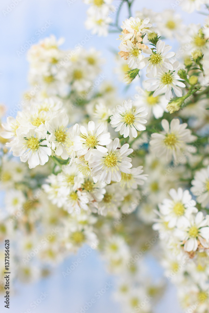 Abstract blur background of white cutter flowers, airy masses of small white flowers on blue wooden background, bright tone, soft and selective focus, blurred background with copy space.
Abstract blur background of white cutter flowers, airy masses of small white flowers on blue wooden background, bright tone, soft and selective focus, blurred background with copy space.