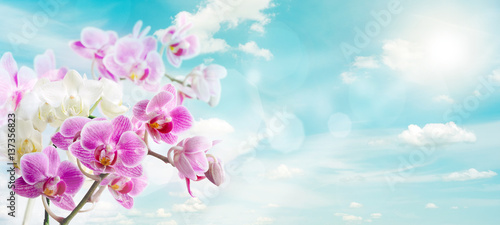 Fototapeta Naklejka Na Ścianę i Meble -  Spring orchids