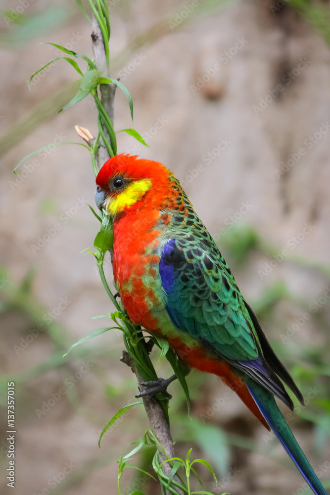 Colorful Western rosella perching on a branch, profile, Gloucester National Park, Western Australia Colorful Western rosella perching on a branch, profile, Gloucester National Park, Western Australia