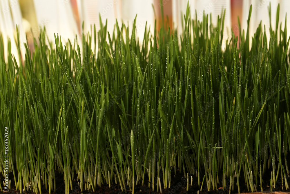 Wheat sprouts / Young green shoots of wheat Wheat sprouts / Young green shoots of wheat