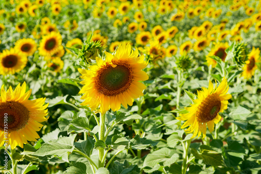 Beautiful sunflowers field