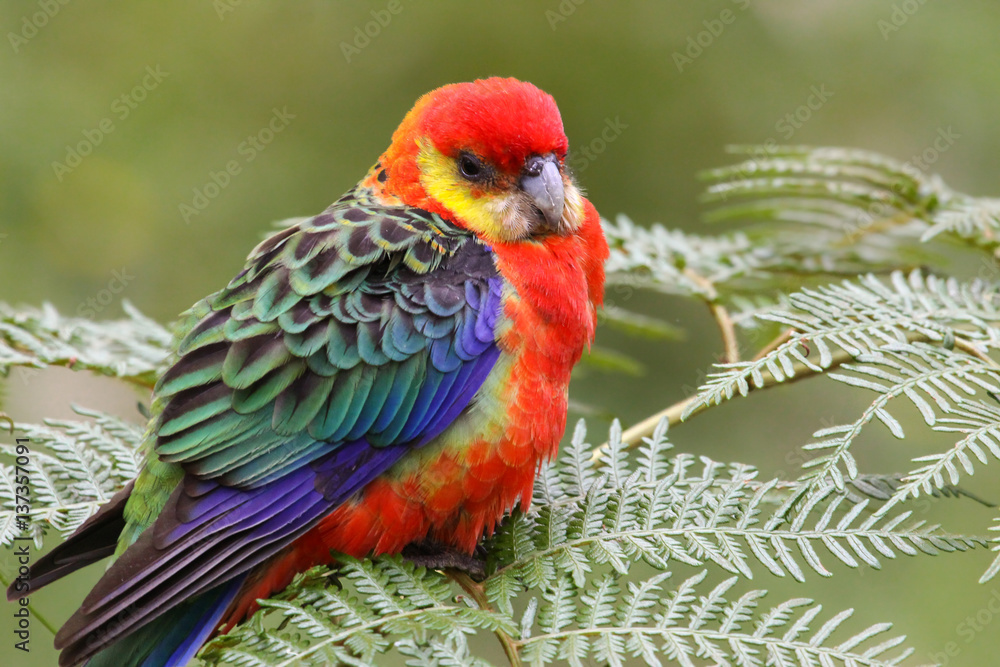 Obraz premium Close up of a colorful Western rosella perching on leaves, Gloucester National Park, Western Australia