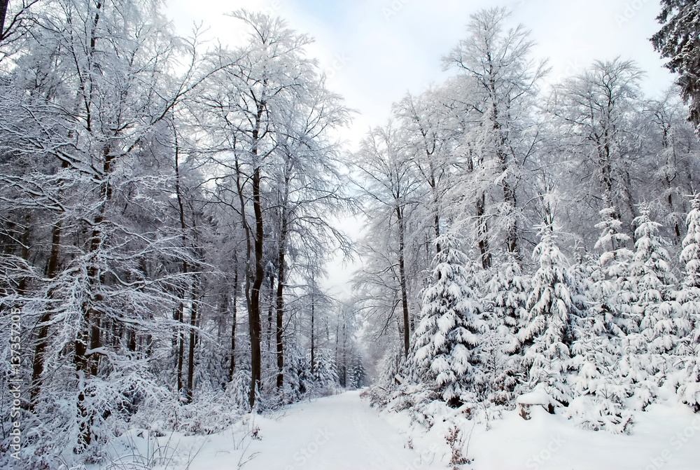 Bäume im Winter mit Schnee Bäume im Winter mit Schnee