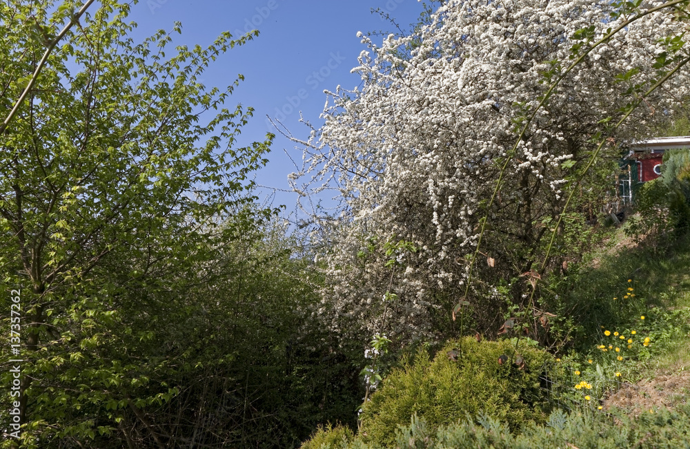 Spring in the garden Spring in the garden