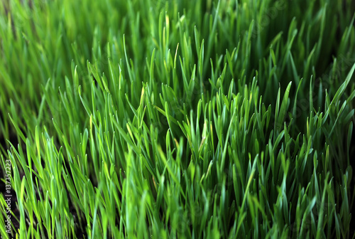 Wheat sprouts / Young green shoots of wheat