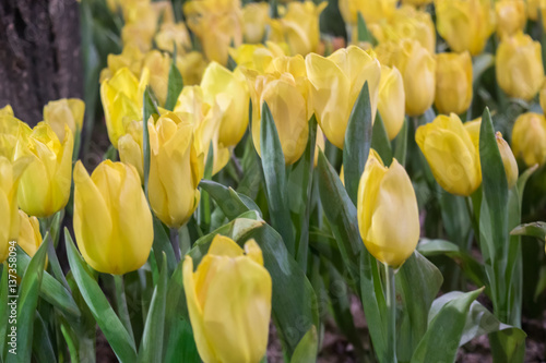 beautiful yellow tulip field