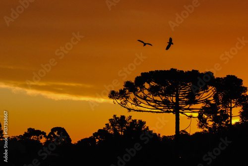 Pôr do Sol com pássaros