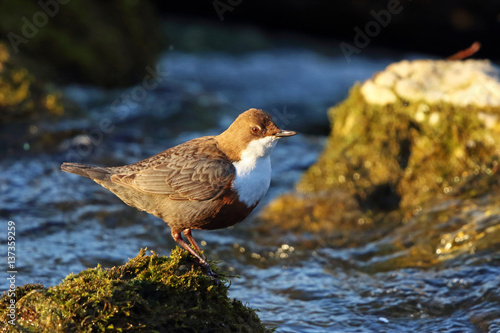 Wasseramsel