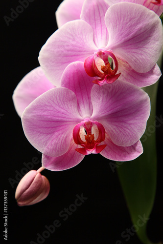 blooming pink orchid   pink orchid blossoms on a dark background