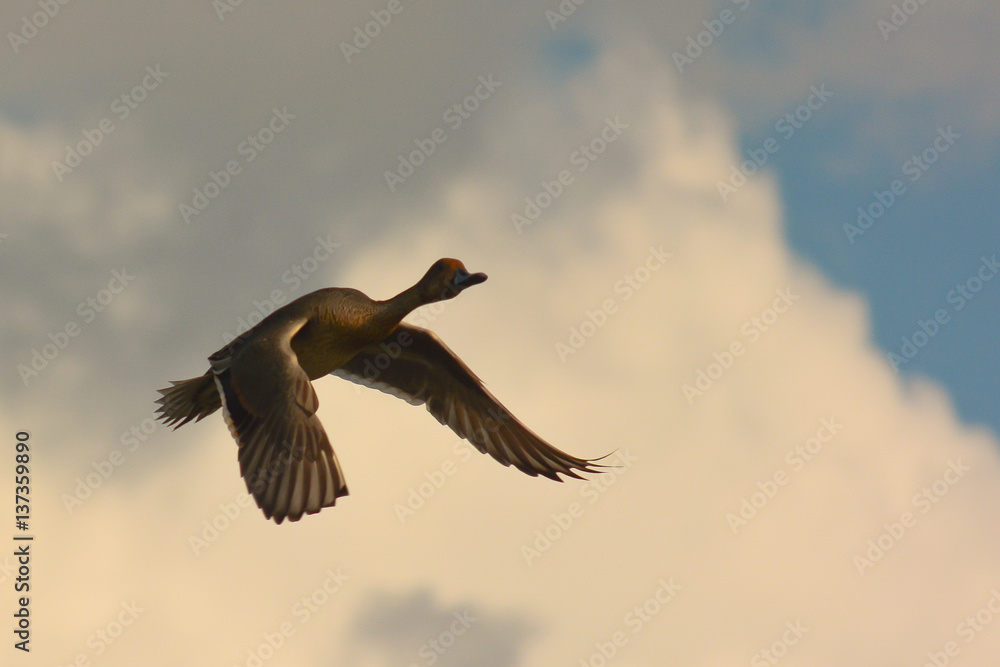 Fototapeta premium anatra selvatica in volo - codone (Anas acuta)