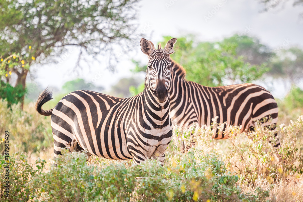 Zebras on savanna, Kenya, East Africa Zebras on savanna, Kenya, East Africa