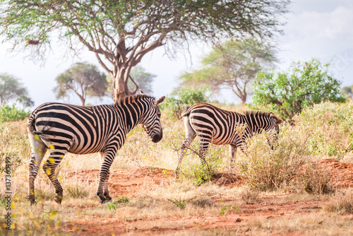 Zebras on savanna  Kenya  East Africa