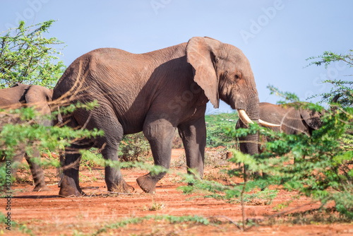 Elephants among acacia tress , Kenya