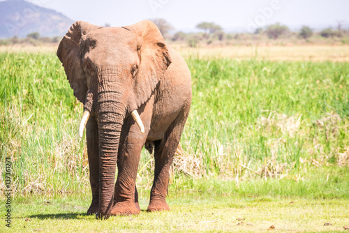 Huge elephant over Jipe Lake, Kenya