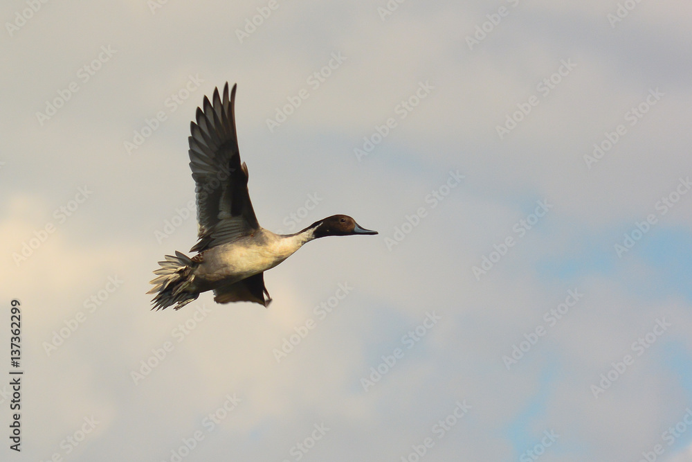 Obraz premium Codone (Anas acuta) maschio in volo