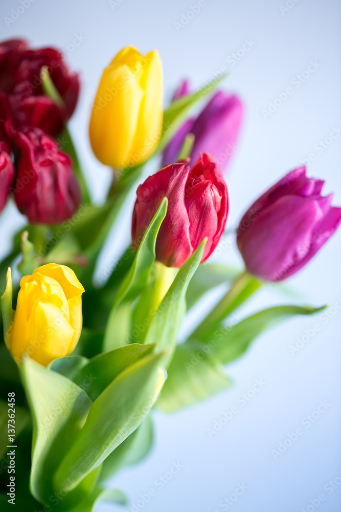 Naklejka premium Tulip buds closeup